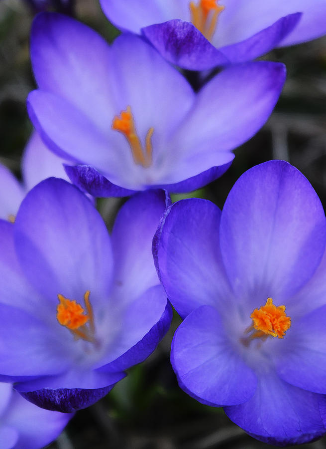 Spring Photograph - Purple Crocuses - 2015 D by Richard Andrews