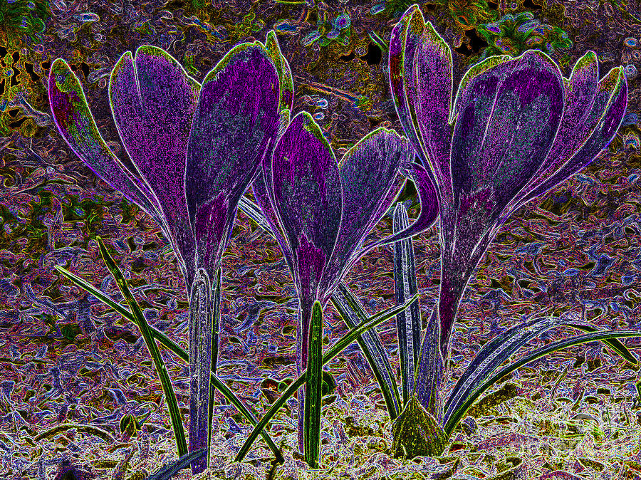 Flower Photograph - Purple Crocuses  by Sharon Talson