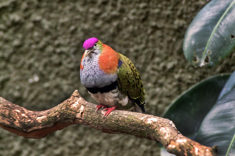 Rose-Crowned Fruit Dove Photograph by Doc Braham