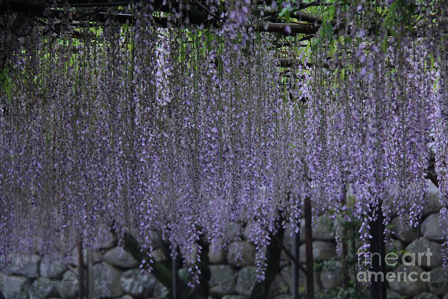 Purple Curtain  Photograph by Yumi Johnson