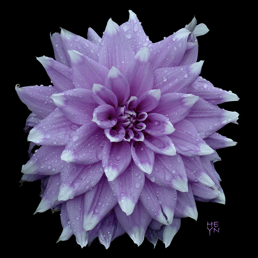 Purple Dahlia Cutout Photograph by Shirley Heyn