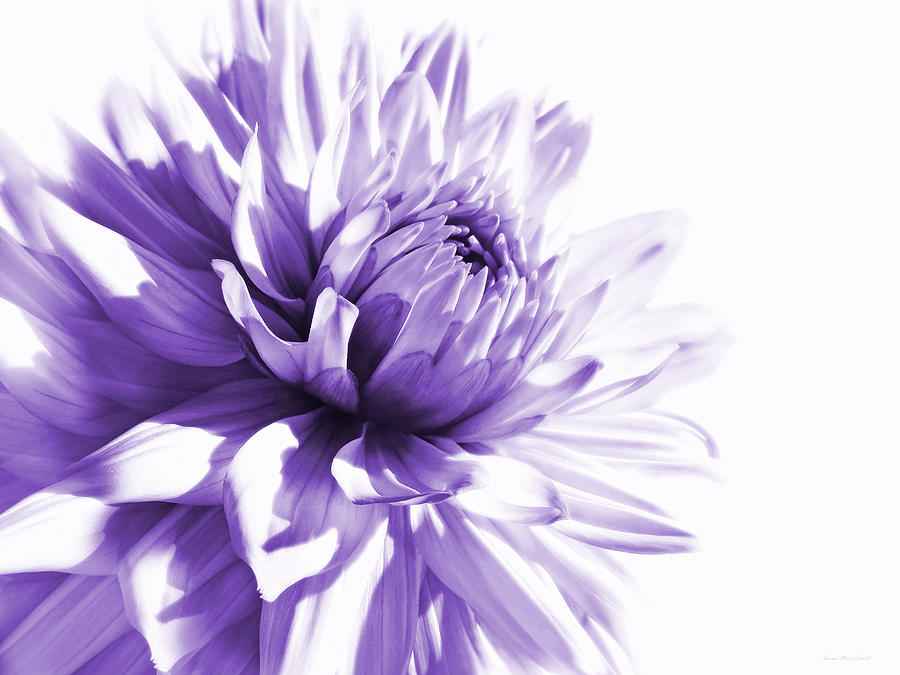 Purple Dahlia Floral Photograph by Jennie Marie Schell