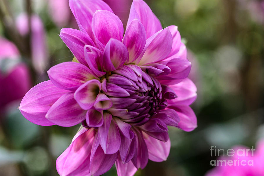 Garden Photograph - Purple Dahlia by Linda Foakes