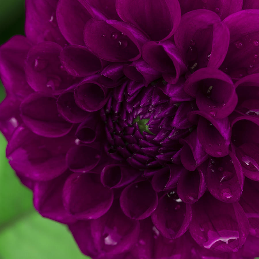 Flower Photograph - Purple Dahlia by Lindley Johnson
