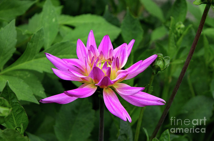 Purple Dahlia Photograph by Michelle Meenawong
