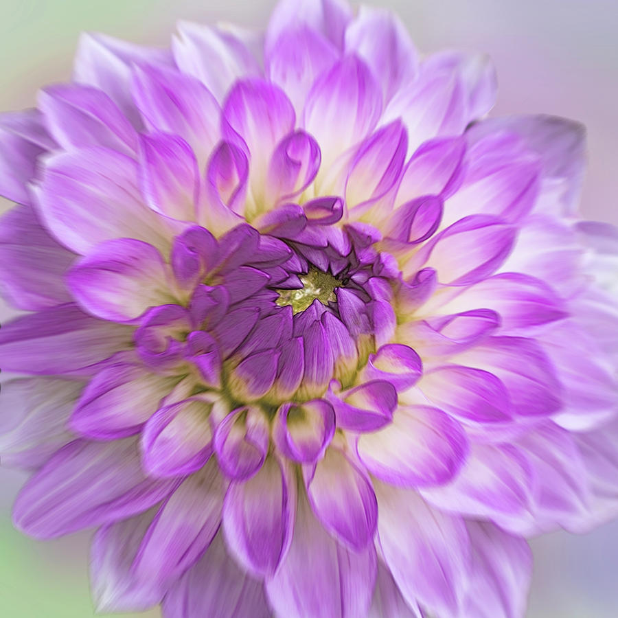 Purple Dahlia Photograph by Patti Deters