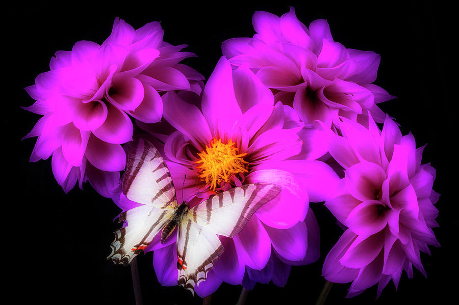 Purple Dahlias And Butterfly Photograph by Garry Gay