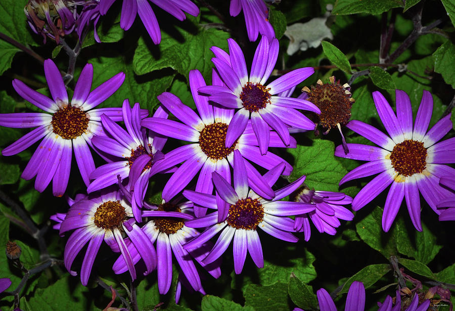 Purple Daisies 001 Photograph by George Bostian