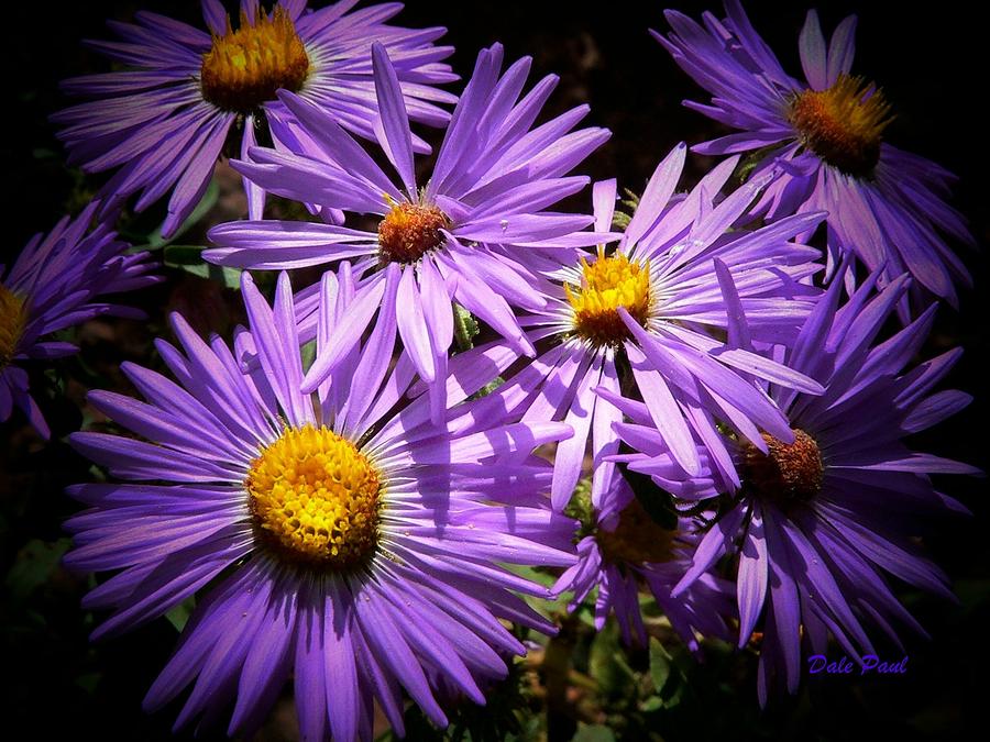 Download Purple Daisies Photograph by Dale Paul