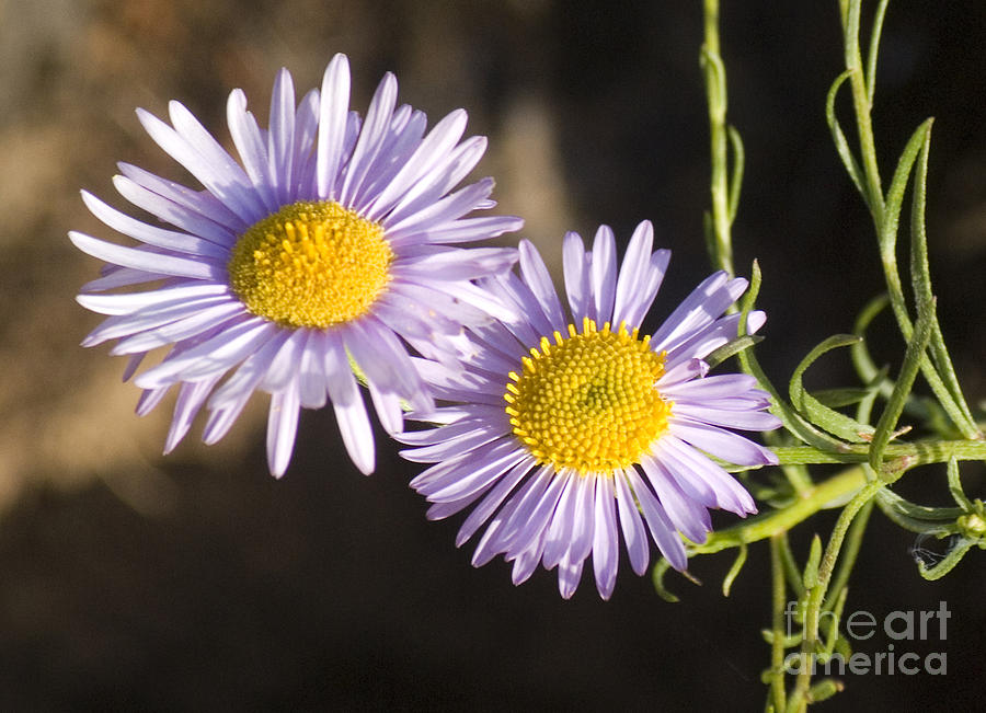 Purple Daisies Photograph by Jim And Emily Bush