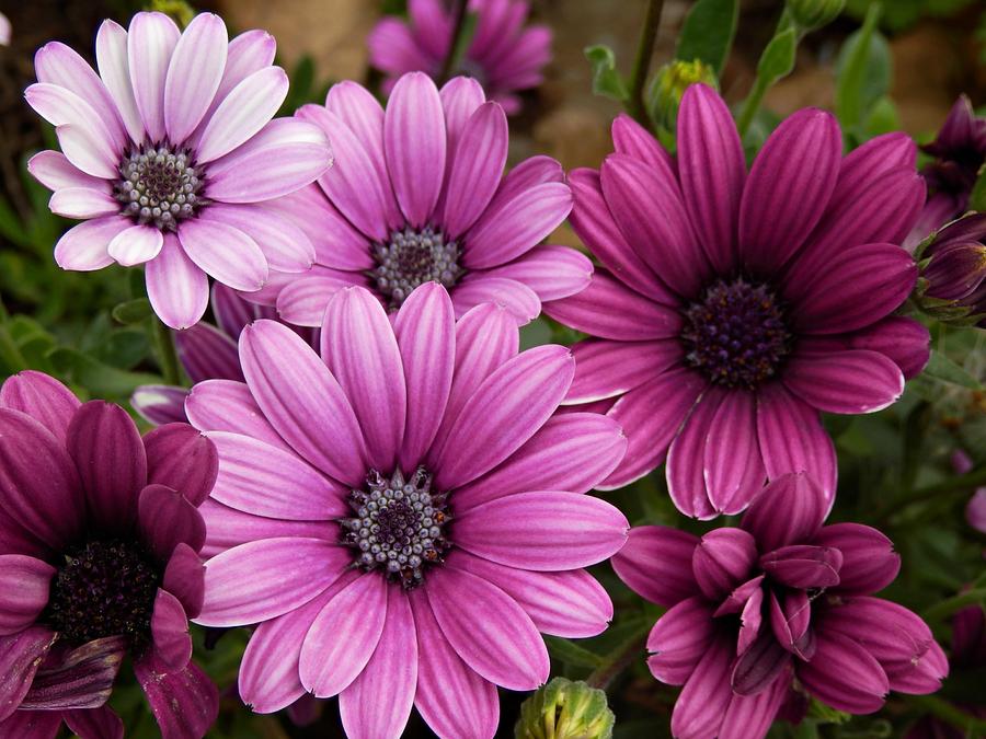 Purple daisies Photograph by Jeri Murphy | Fine Art America