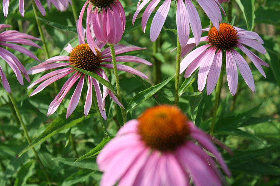 Daisy Photograph - Purple Daisies by Larry Underwood