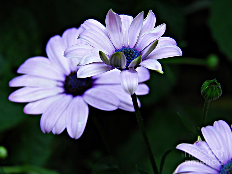 Daisy Photograph - Purple Daisies by Sarah Loft