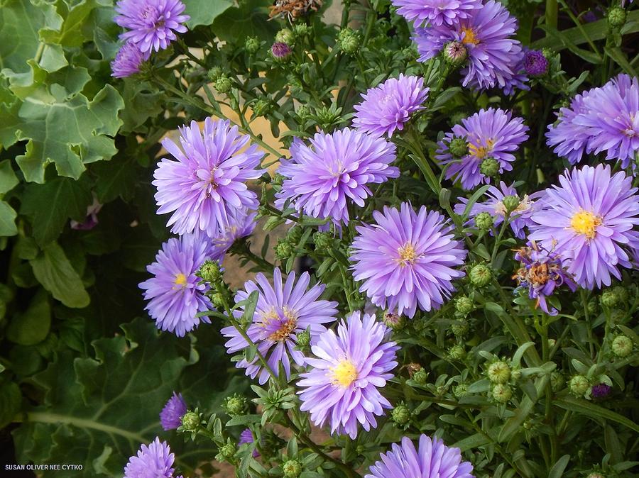 Purple Daisies Photograph by Susan Oliver