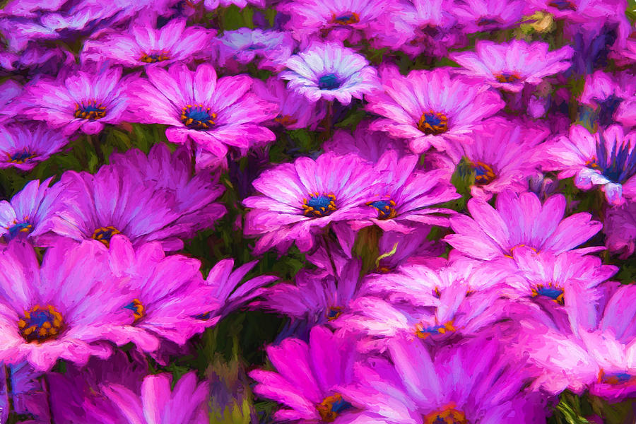 Daisy Photograph - Purple Daisies by Vicki France