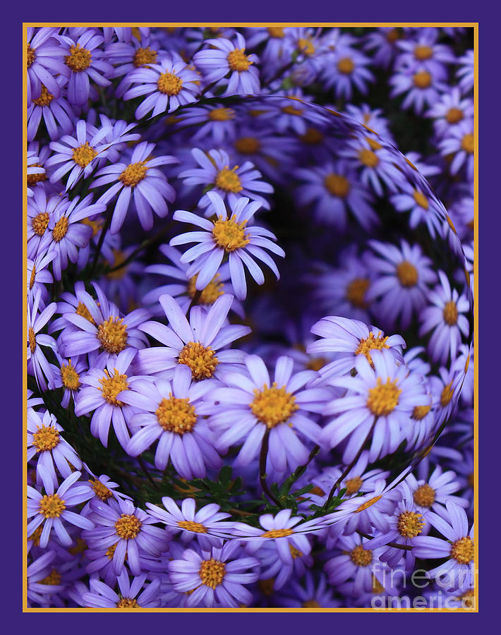 Purple Daisy Abstract Photograph
