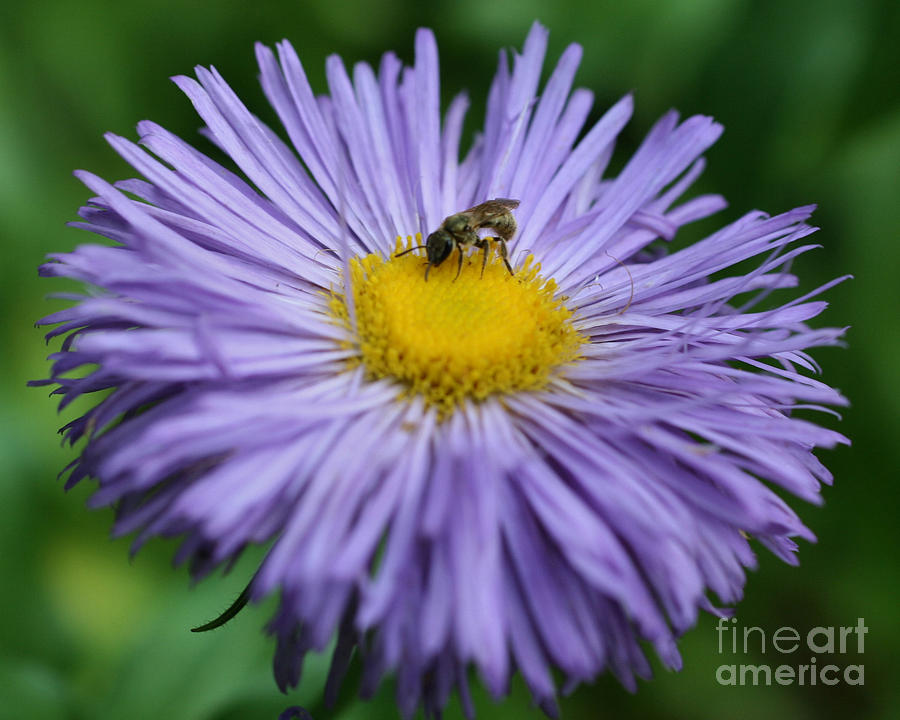 Purple Daisy And Guest Photograph by Smilin Eyes Treasures
