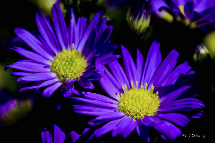 Purple Daisy Flower Art Photograph by Reid Callaway