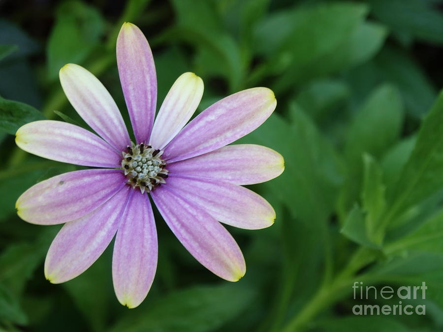 Purple Daisy Flower With A Hint Of Yellow Photograph