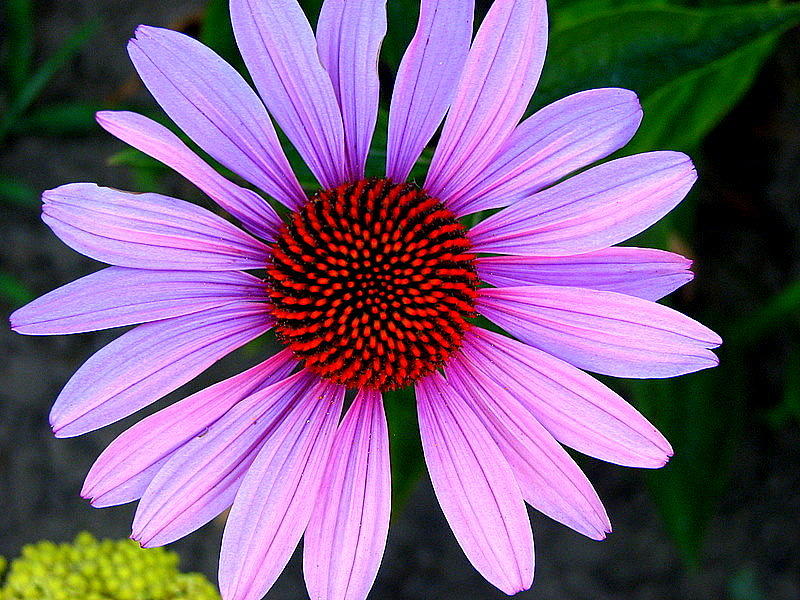 Daisy Photograph - Purple Daisy by Kathy Roncarati