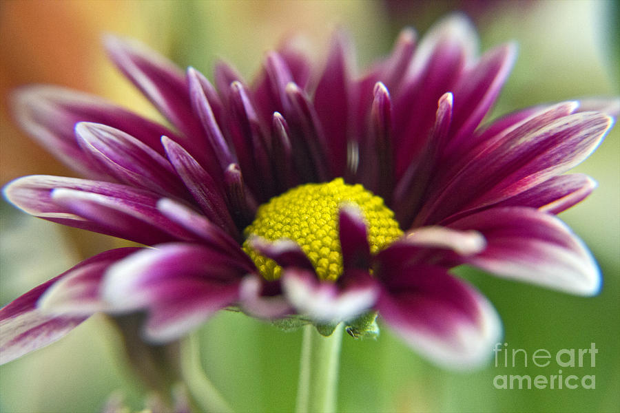 Purple Daisy Photograph by Kelly Holm