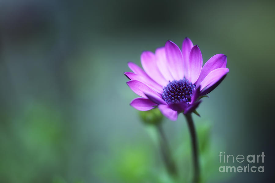 Daisy Photograph - Purple daisy by LHJB Photography