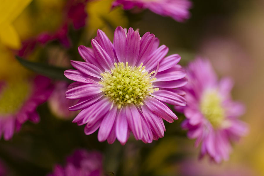 Daisy Photograph - Purple Daisy by Marjohn Riney