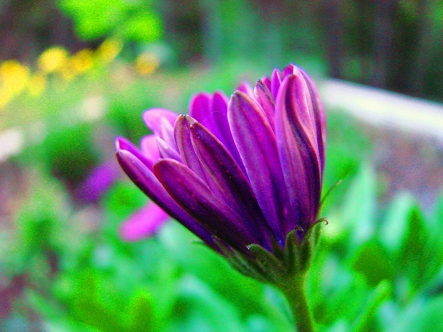 Purple African Daisy #2 Photograph by Mary Halpin