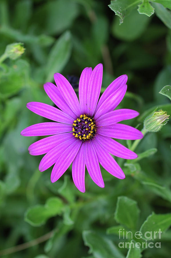 Purple Daisy Osteospermum Photograph by Tomi Junger