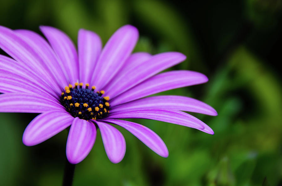 Purple Daisy Photograph by Paula Mitchell - Pixels