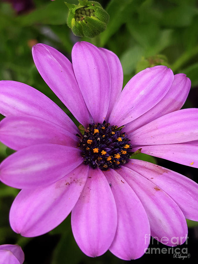 Purple Daisy Photograph by Rebecca Langen