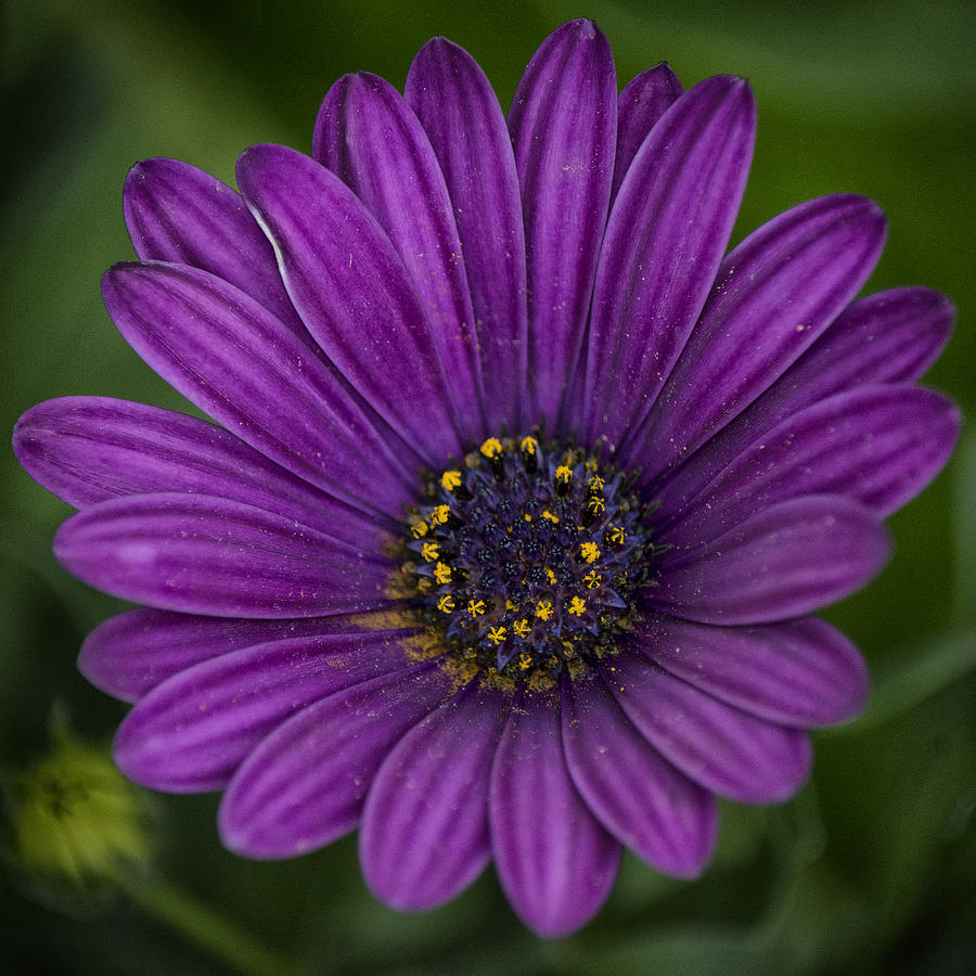 Purple Daisy Photograph by Robert Fawcett