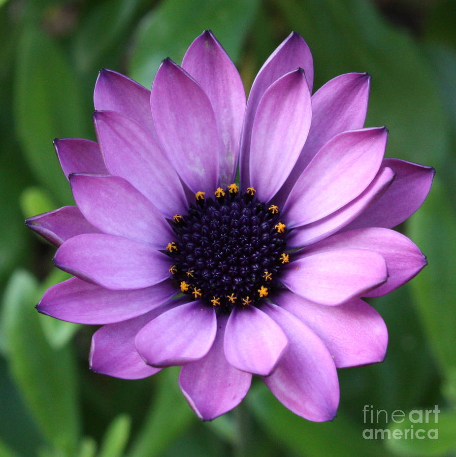 Flower Photograph - Purple Daisy Square by Carol Groenen