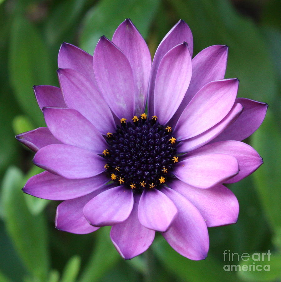 Purple Daisy Square Photograph by Carol Groenen