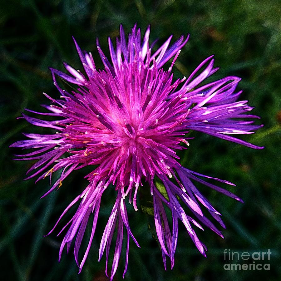 Purple Dandelions 4 Photograph by Jean Bernard Roussilhe