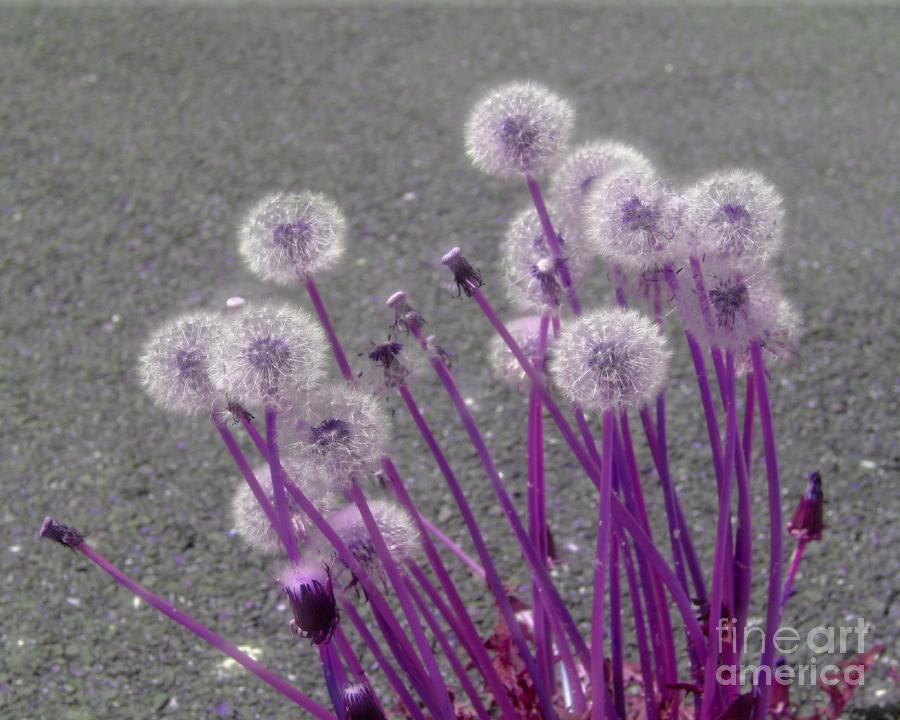 Purple Dandelions Photograph by Smilin Eyes Treasures