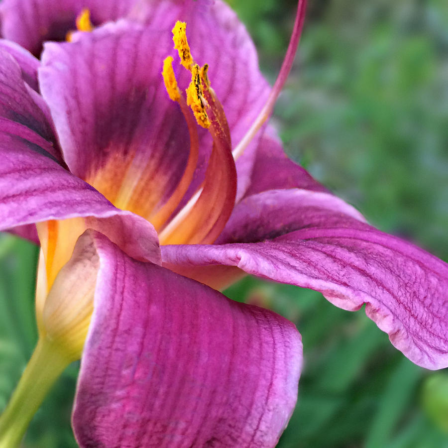 Purple Day Lily Photograph by Kathy M Krause