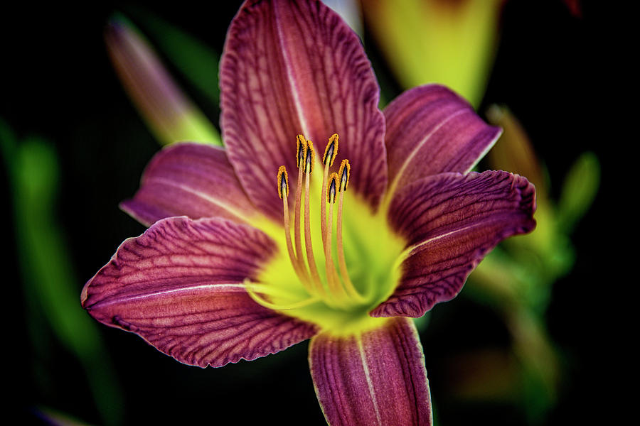Purple Daylily in La Mesa Photograph by Kenneth Roberts