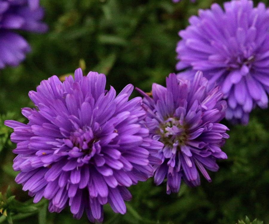 Purple Daze Photograph by Bill Zajac - Fine Art America