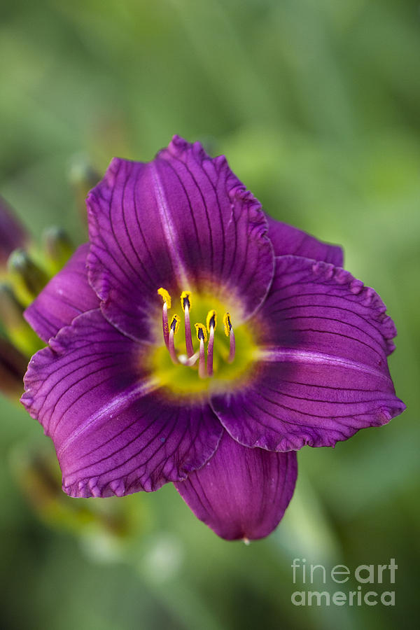 Lily Photograph - Purple Daze by Douglas Kikendall