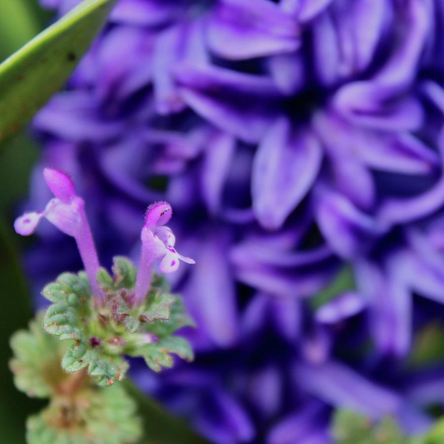 Purple Deadnettle and Purple Hyacinth Photograph by M E