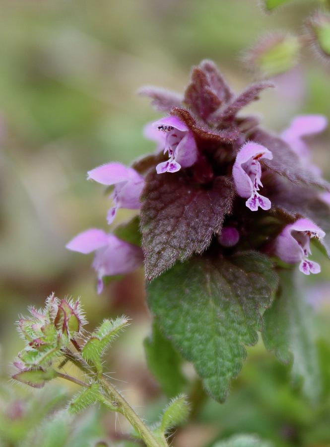 Purple Deadnettle Bloom Photograph by M E