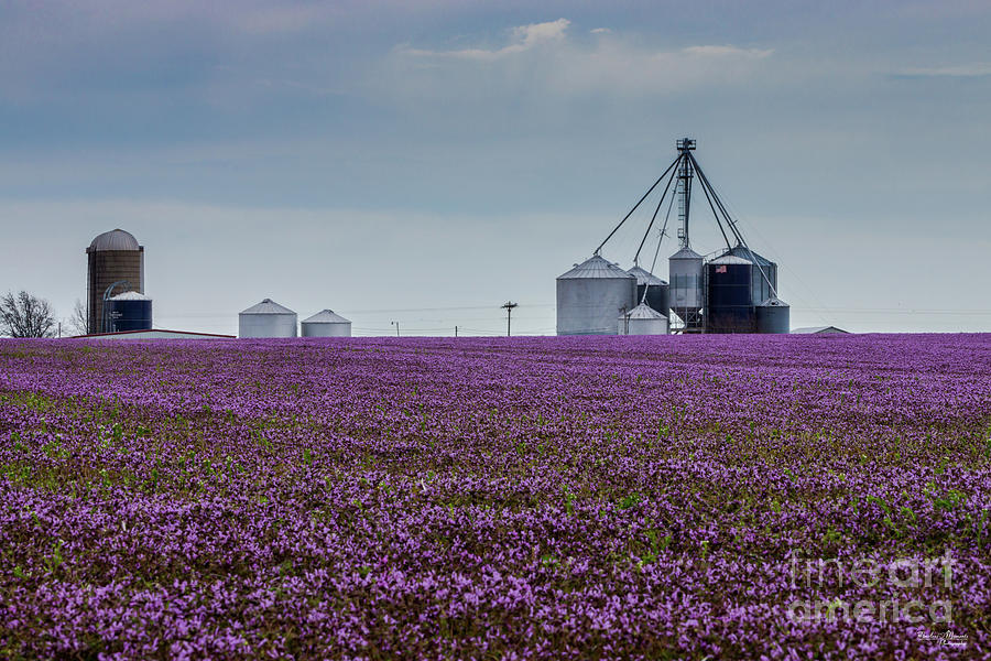 Purple Deadnettle Farm Photograph by Jennifer White