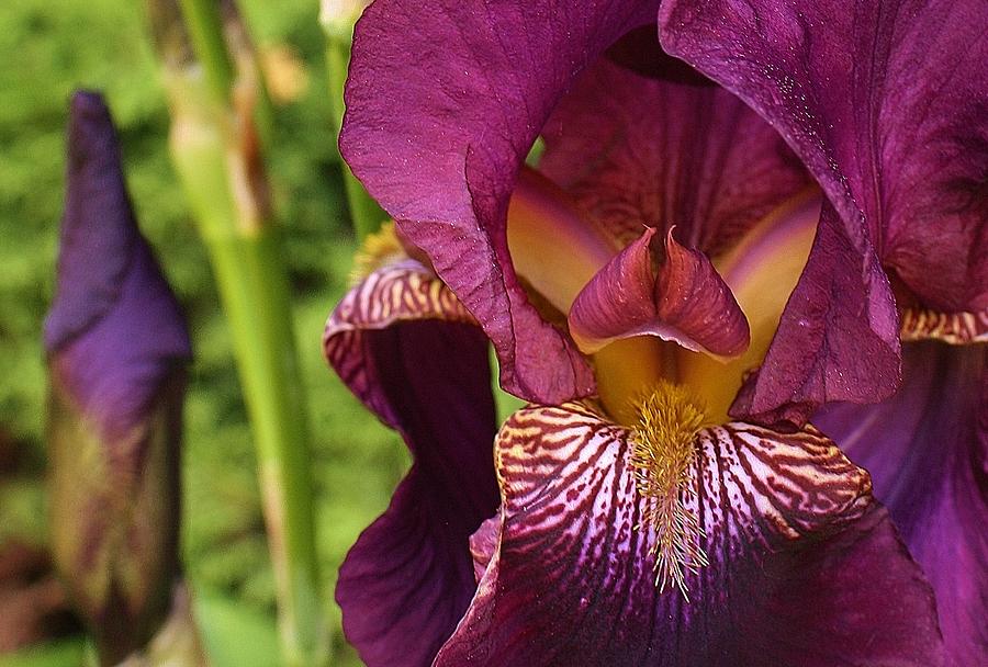 Iris Photograph - Purple Delight by Bruce Bley