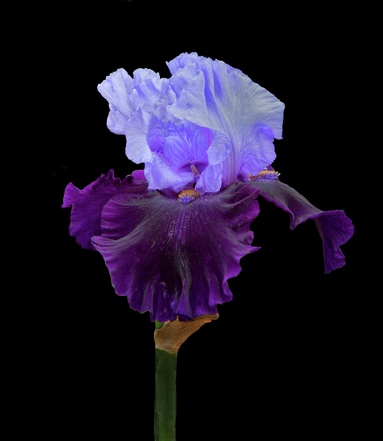 Iris Photograph - Purple Delight by Floyd Hopper