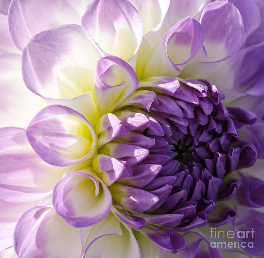 Swan Photograph - Purple Delight by Nick Boren