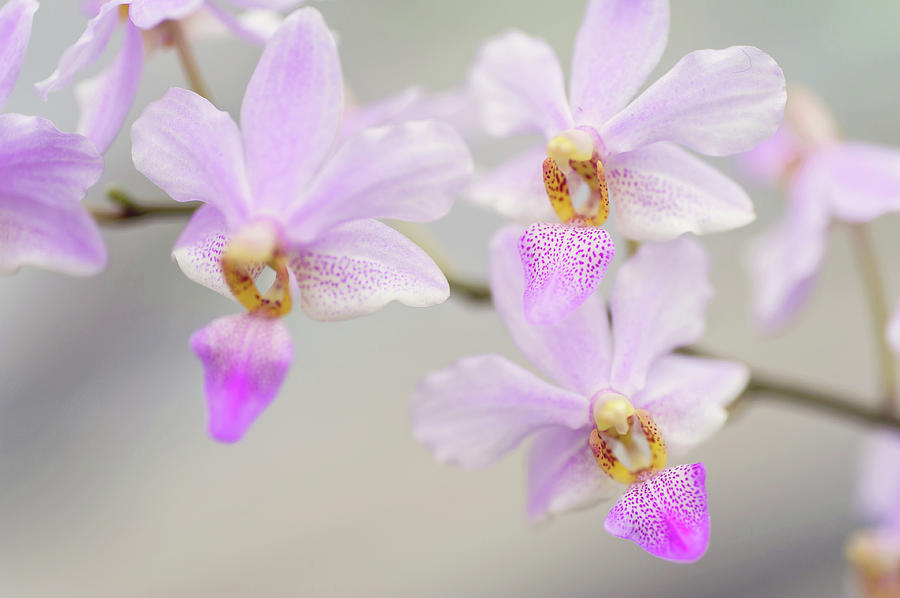 Purple Delight. Orchid Macro Photograph by Jenny Rainbow