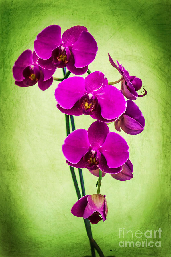 Purple Delight Orchid Photograph by Roberta Byram