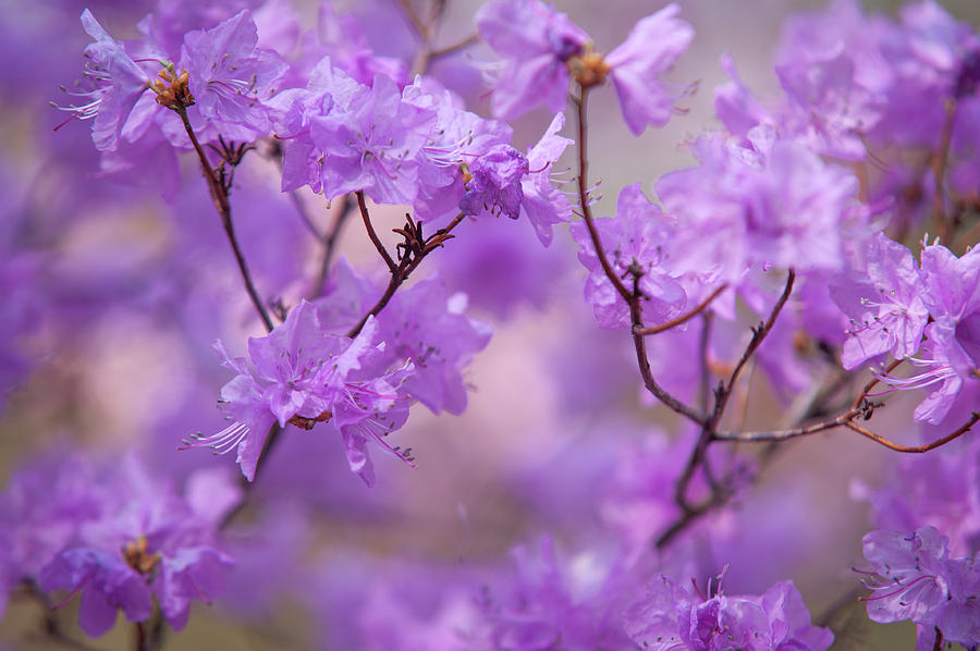 Purple Delight. Spring Watercolors Photograph by Jenny Rainbow