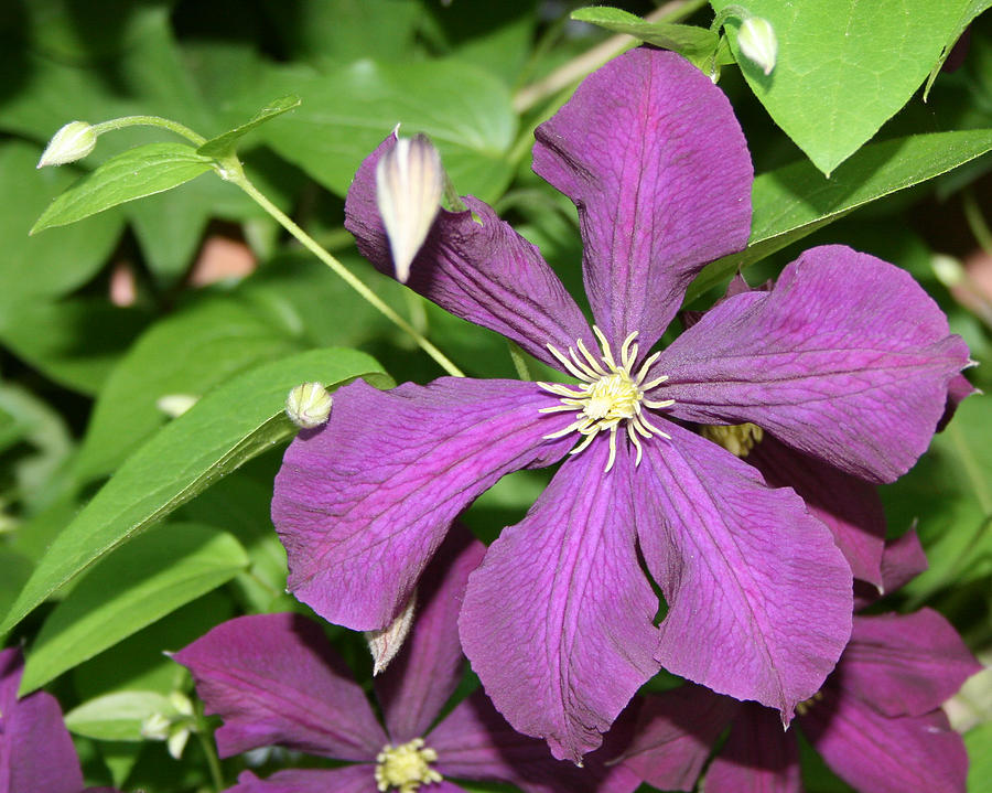 Purple Delite by Marc Champagne Purple Delite by Marc Champagne